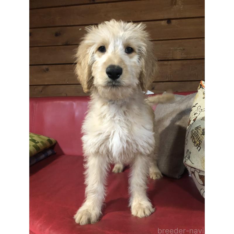 販売中の兵庫県のゴールデンドゥードル:ゴールデンレトリーバー×プードル-444195