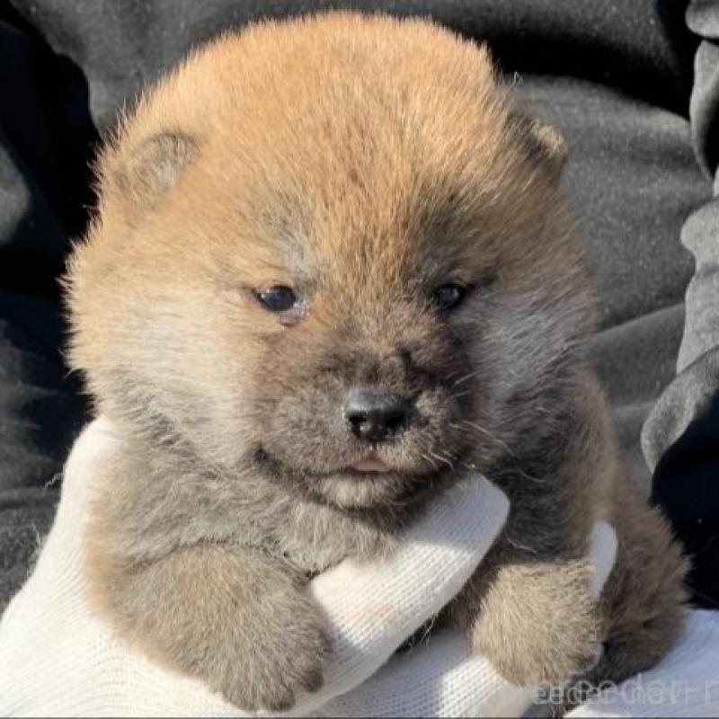 販売中の長崎県の柴犬-446081