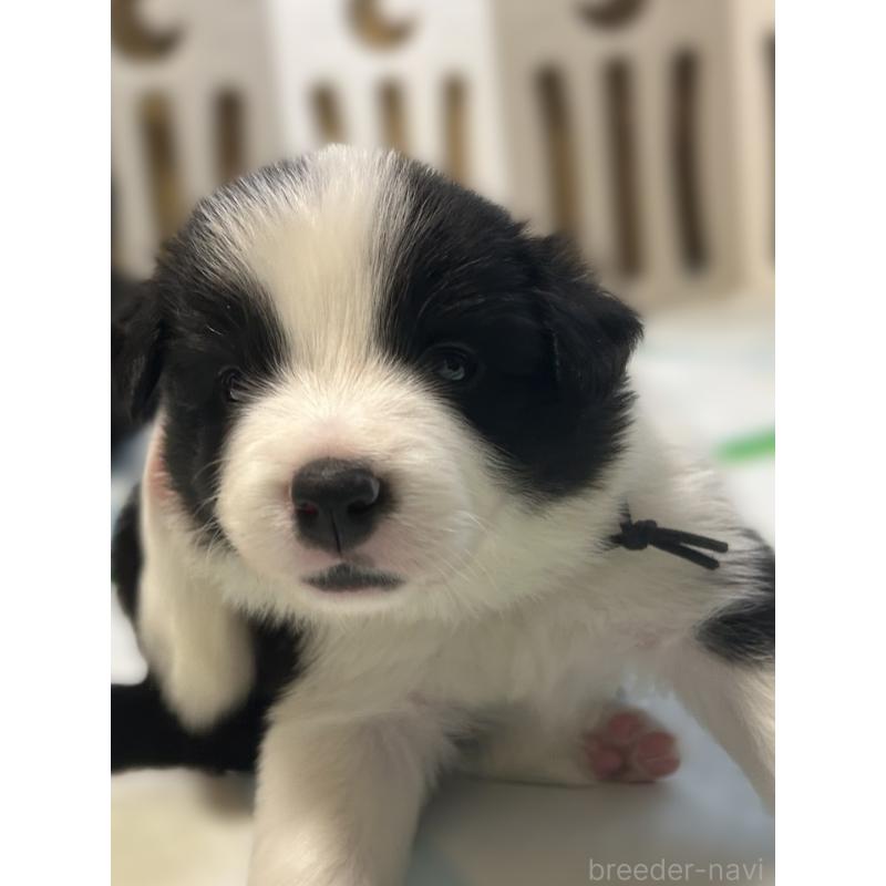 販売中の岐阜県のボーダーコリー-449544の3枚目