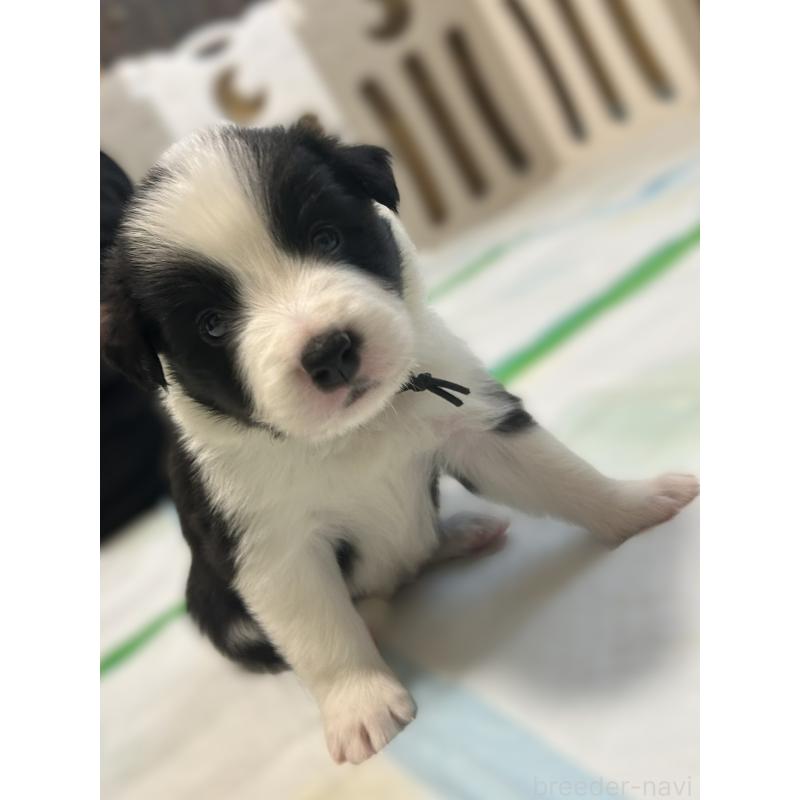 販売中の岐阜県のボーダーコリー-449544の2枚目