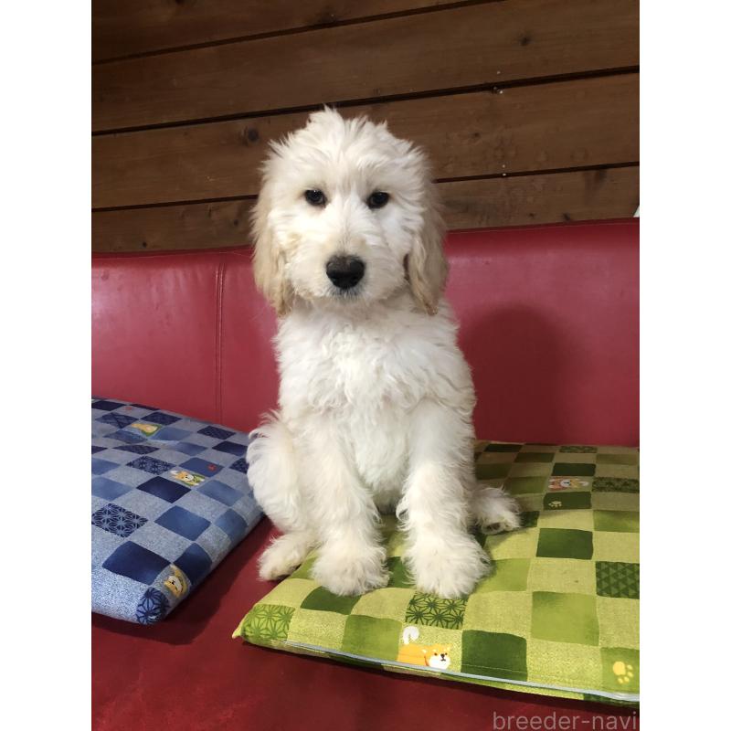 販売中の兵庫県のゴールデンドゥードル:ゴールデンレトリーバー×プードル-444205