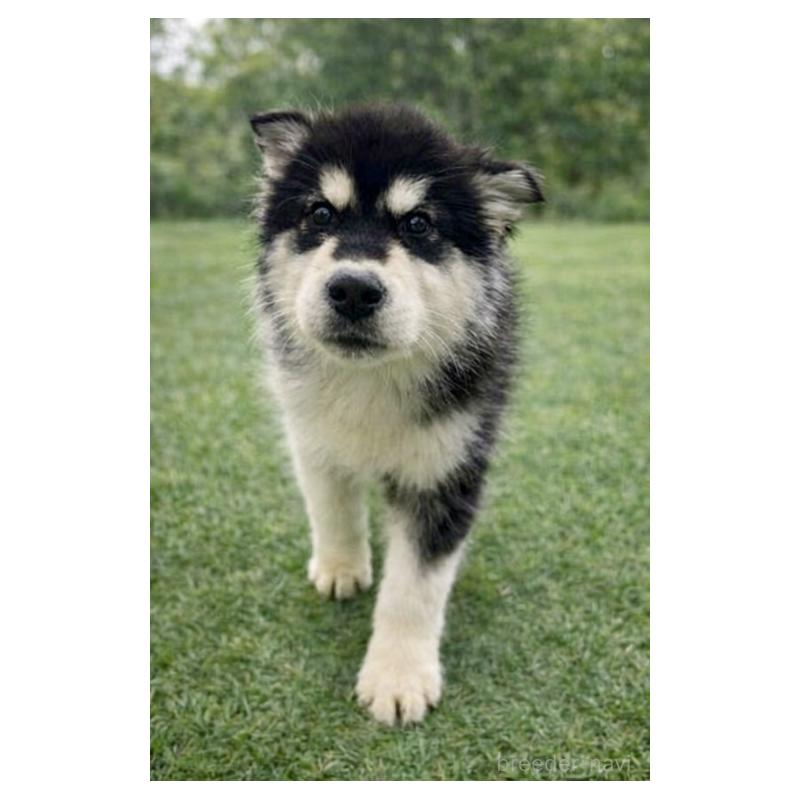 販売中の千葉県のアラスカンマラミュート-449543の3枚目