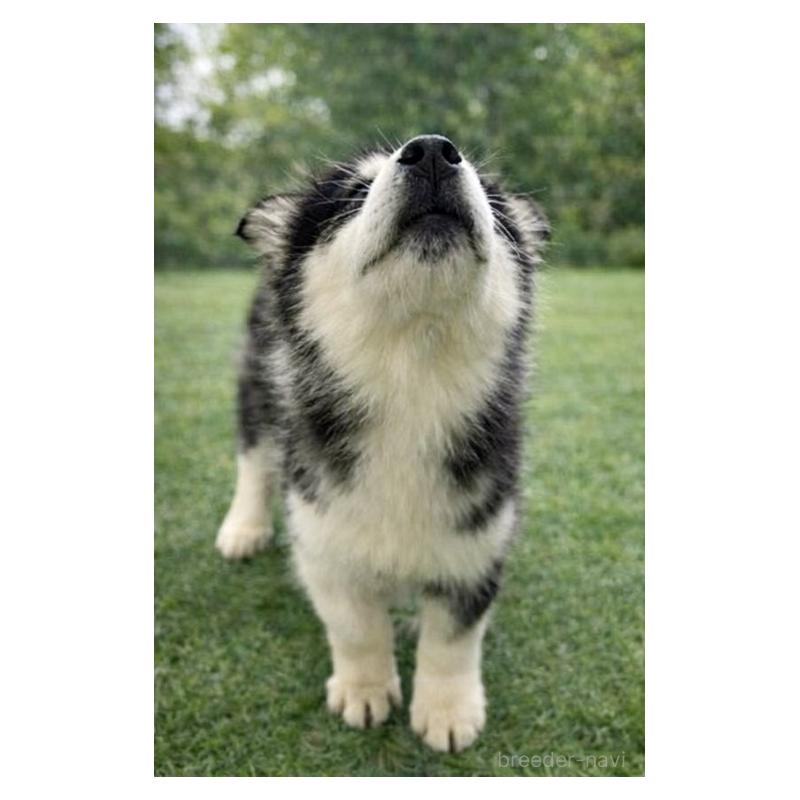 販売中の千葉県のアラスカンマラミュート-449543の2枚目