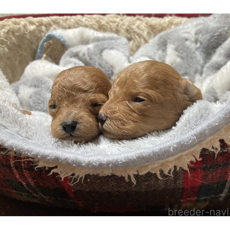 販売中の大阪府のマルプー:マルチーズ×トイプードル-449591の2枚目