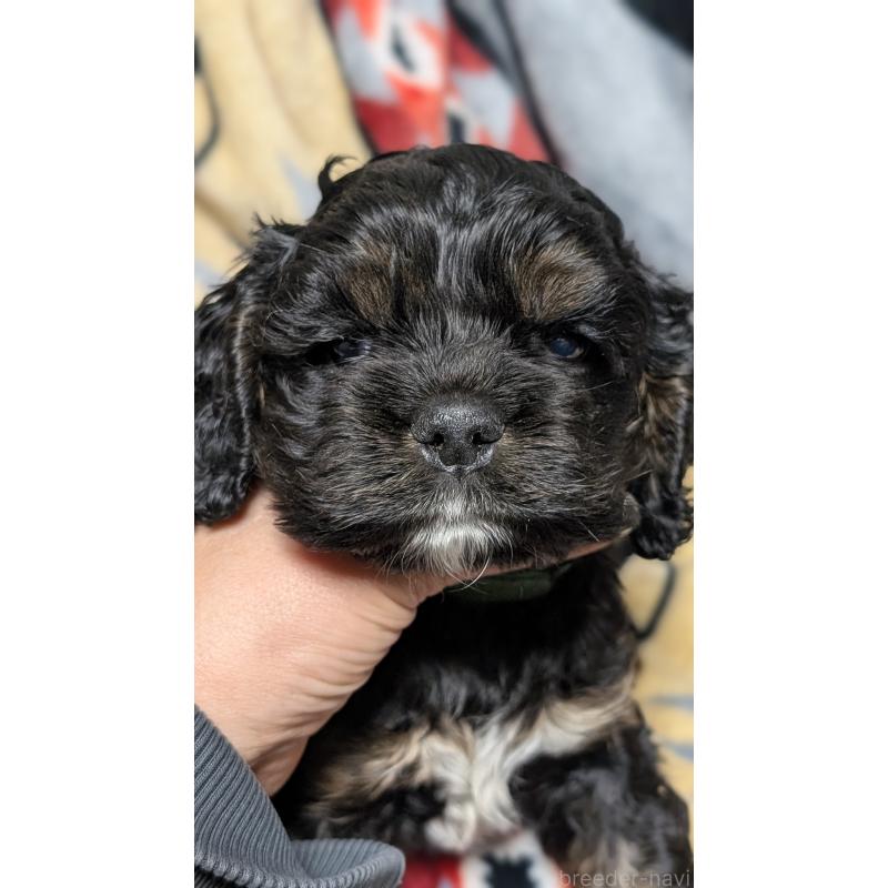 販売中の愛知県のアメリカンコッカースパニエル-449542の7枚目