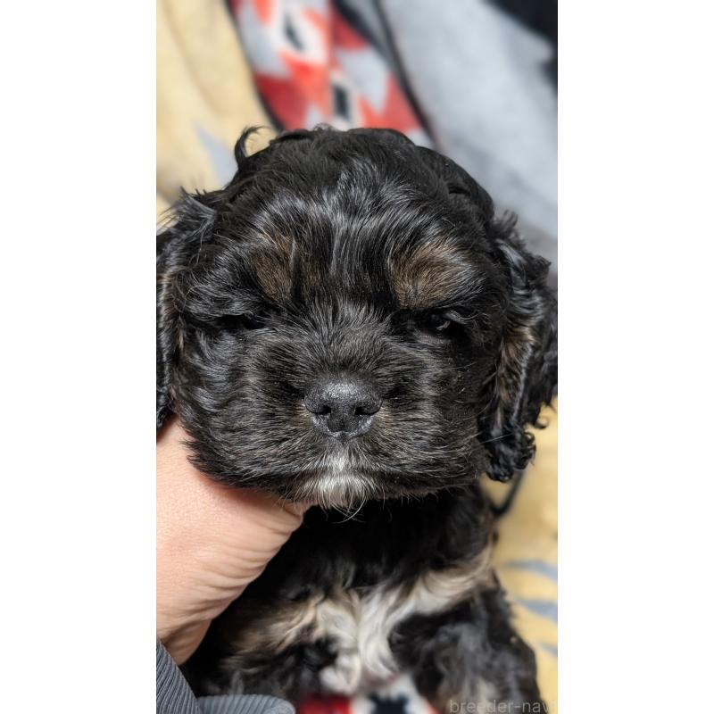 販売中の愛知県のアメリカンコッカースパニエル-449542の6枚目