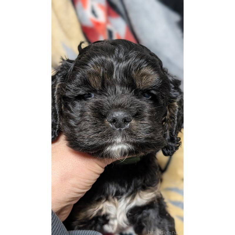 販売中の愛知県のアメリカンコッカースパニエル-449542の5枚目