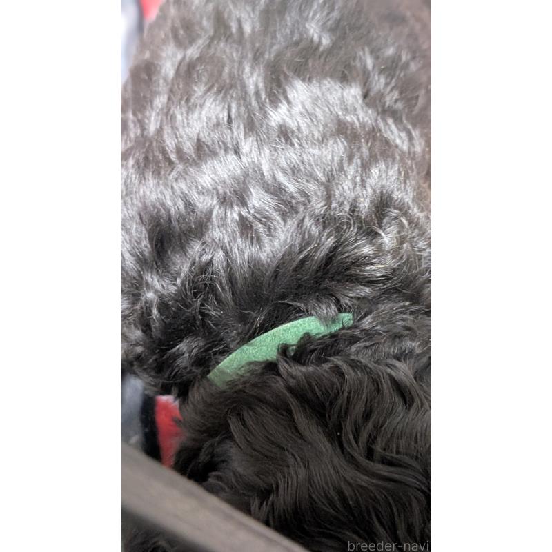 販売中の愛知県のアメリカンコッカースパニエル-449542の4枚目