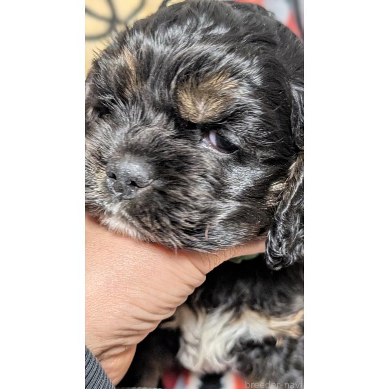 販売中の愛知県のアメリカンコッカースパニエル-449542の3枚目