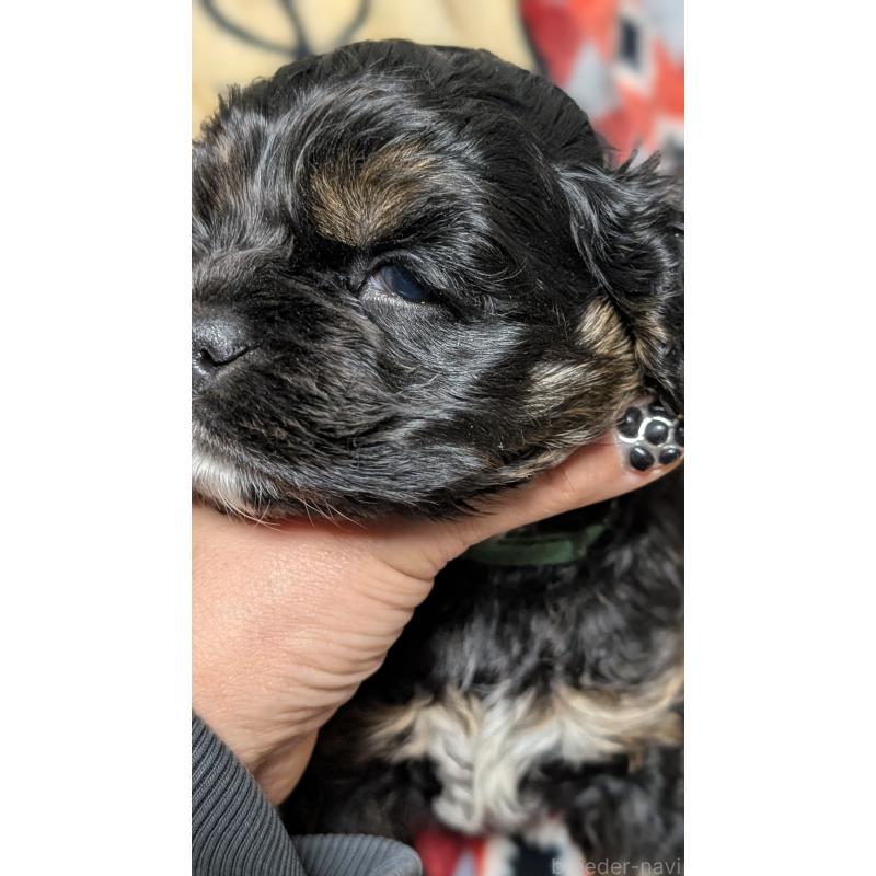 販売中の愛知県のアメリカンコッカースパニエル-449542の2枚目