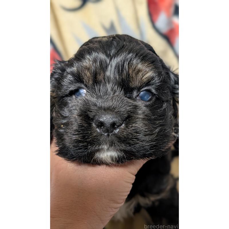 販売中の愛知県のアメリカンコッカースパニエル-449545の10枚目