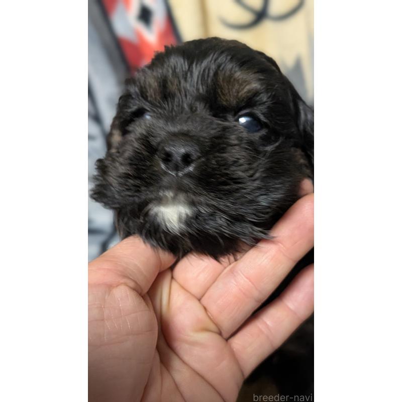 販売中の愛知県のアメリカンコッカースパニエル-449545の9枚目