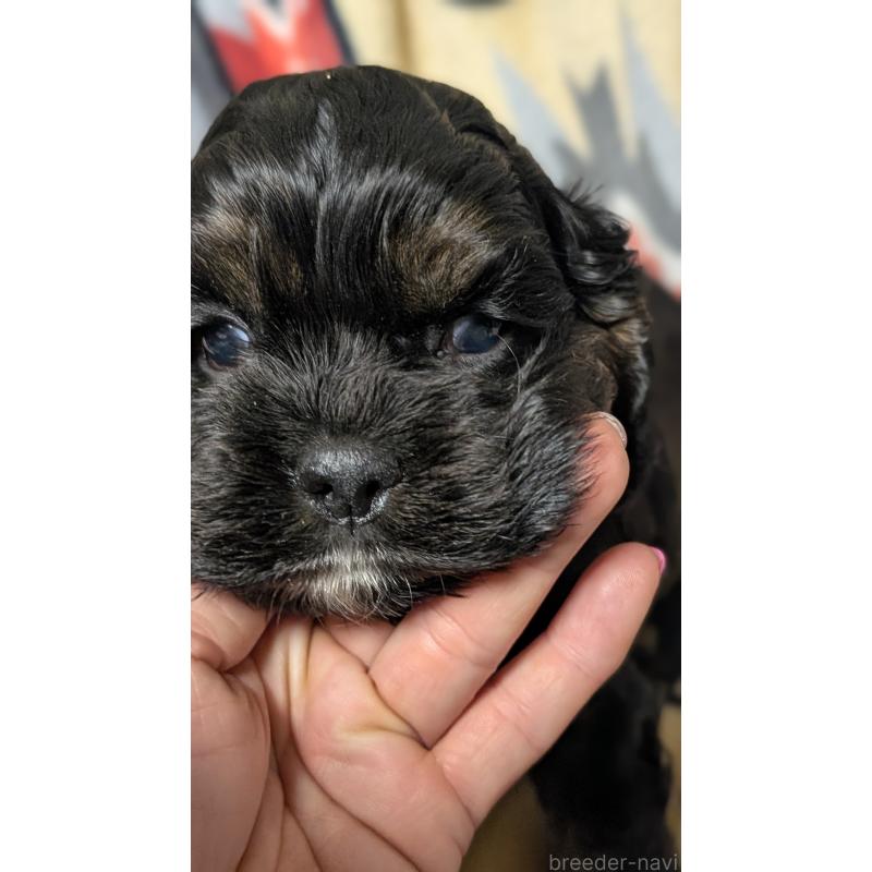 販売中の愛知県のアメリカンコッカースパニエル-449545の8枚目