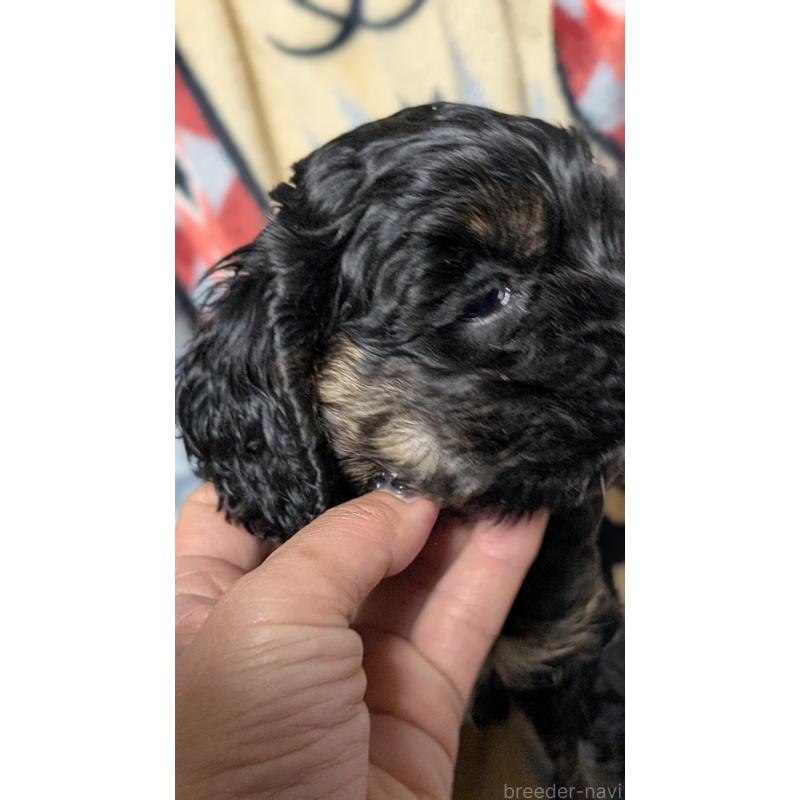 販売中の愛知県のアメリカンコッカースパニエル-449545の7枚目