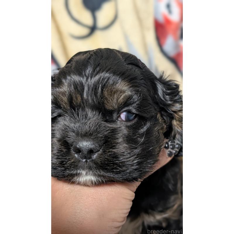 販売中の愛知県のアメリカンコッカースパニエル-449545の6枚目