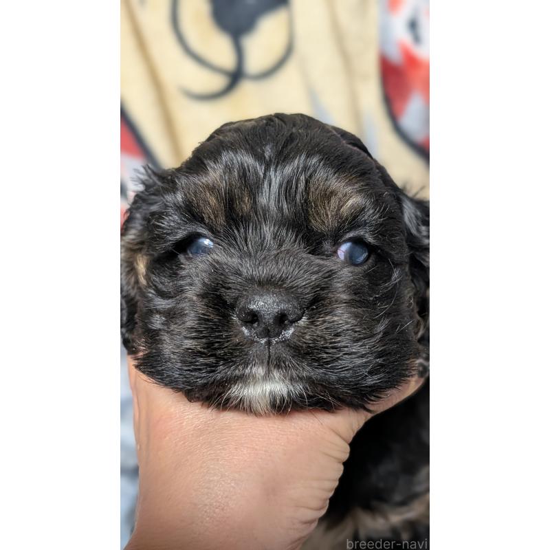 販売中の愛知県のアメリカンコッカースパニエル-449545の5枚目