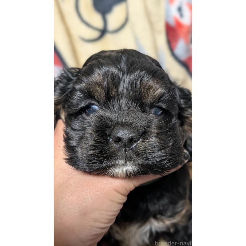 販売中の愛知県のアメリカンコッカースパニエル-449545の4枚目