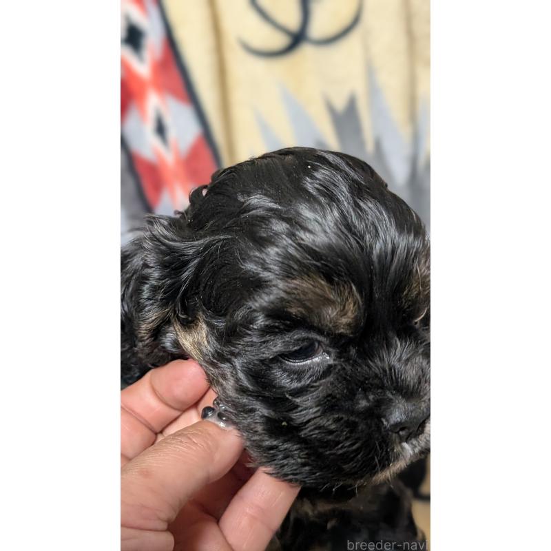 販売中の愛知県のアメリカンコッカースパニエル-449545の3枚目