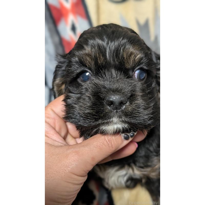 販売中の愛知県のアメリカンコッカースパニエル-449545の2枚目