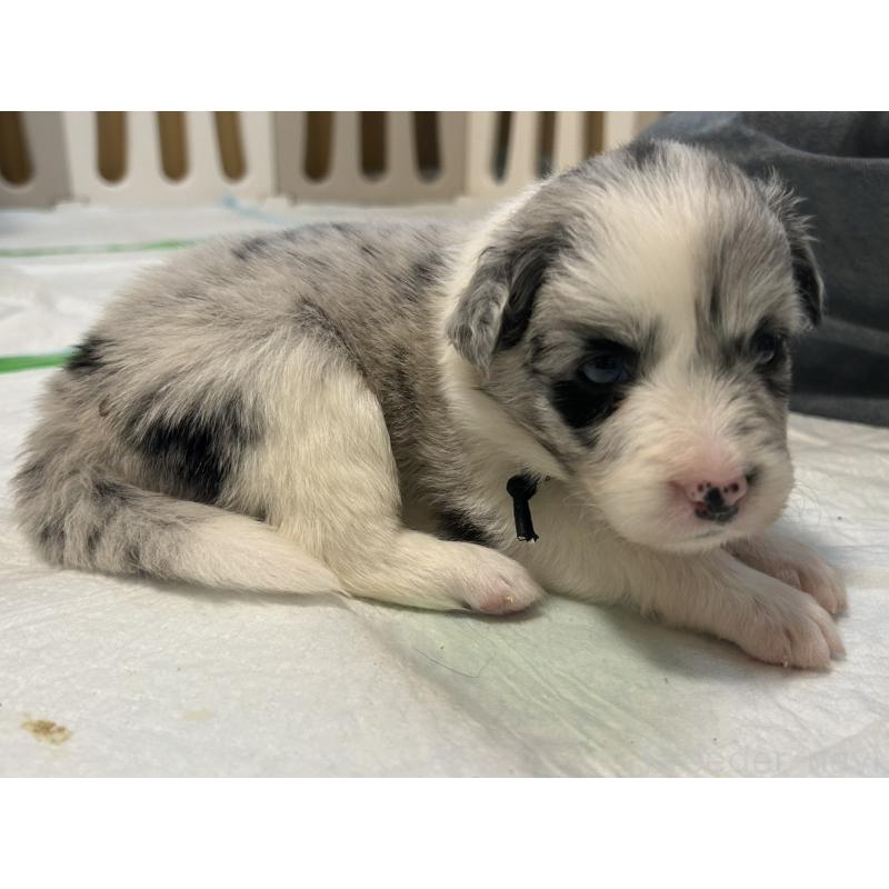 販売中の岐阜県のボーダーコリー-449547の3枚目