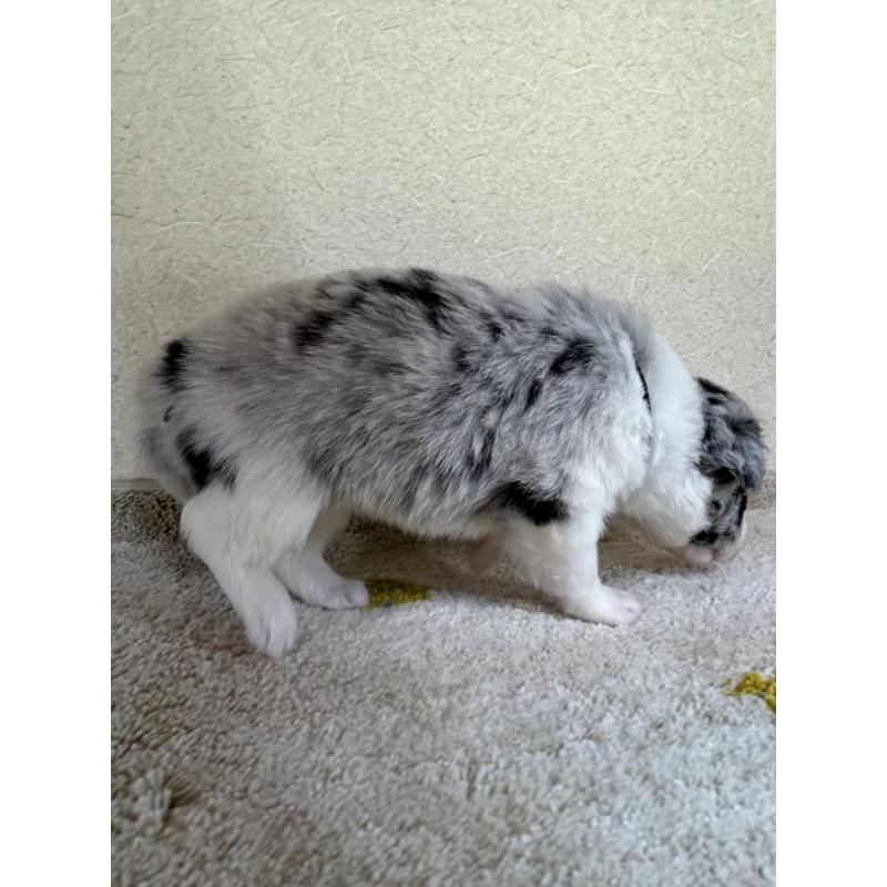 販売中の岐阜県のボーダーコリー-449547の2枚目