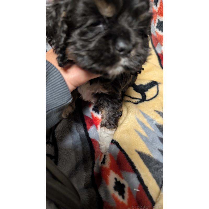 販売中の愛知県のアメリカンコッカースパニエル-449546の9枚目