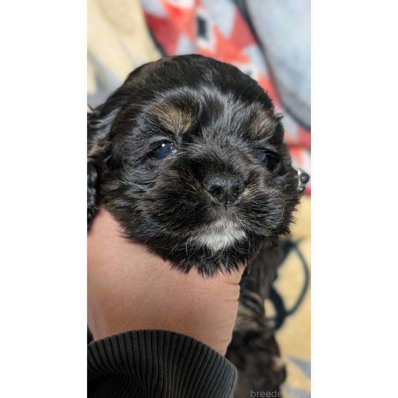 販売中の愛知県のアメリカンコッカースパニエル-449546の8枚目