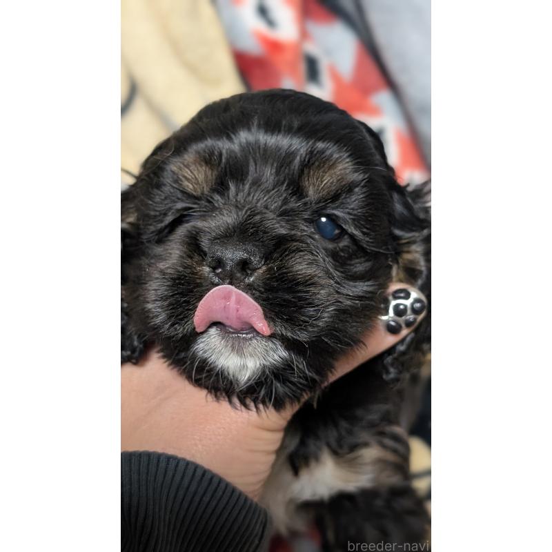 販売中の愛知県のアメリカンコッカースパニエル-449546の7枚目