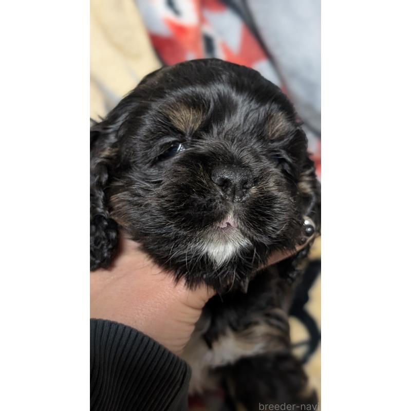 販売中の愛知県のアメリカンコッカースパニエル-449546の6枚目