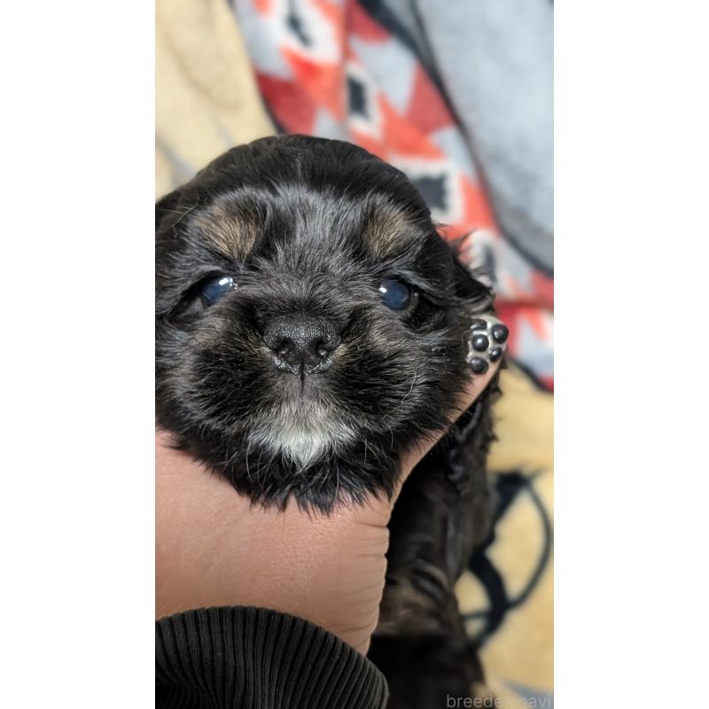 販売中の愛知県のアメリカンコッカースパニエル-449546の5枚目