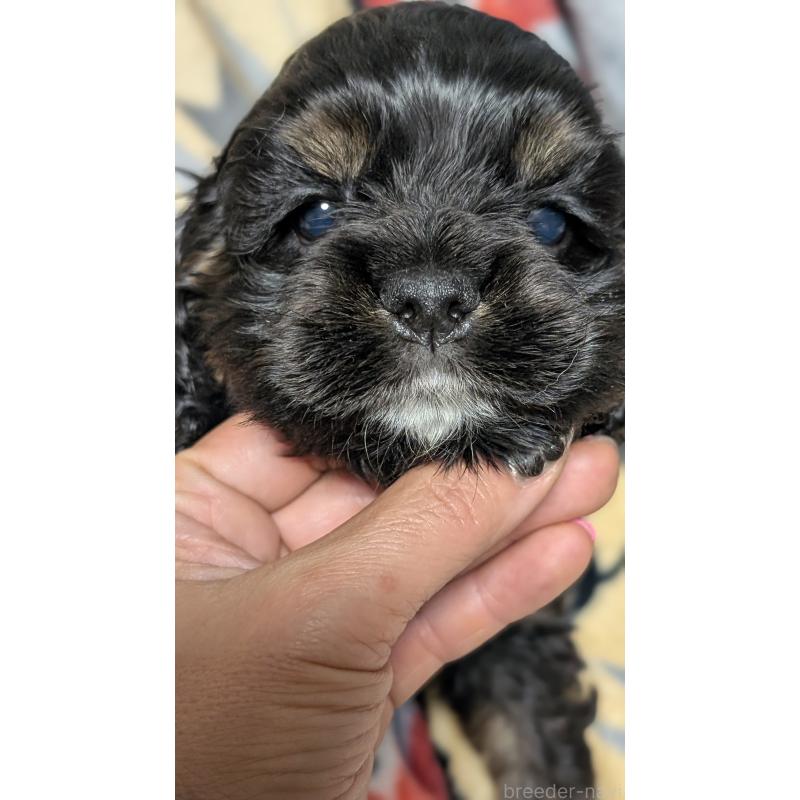 販売中の愛知県のアメリカンコッカースパニエル-449546の4枚目