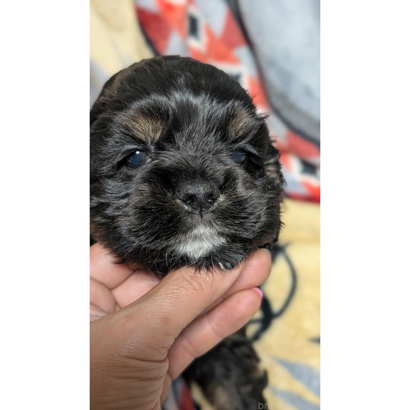 販売中の愛知県のアメリカンコッカースパニエル-449546の3枚目