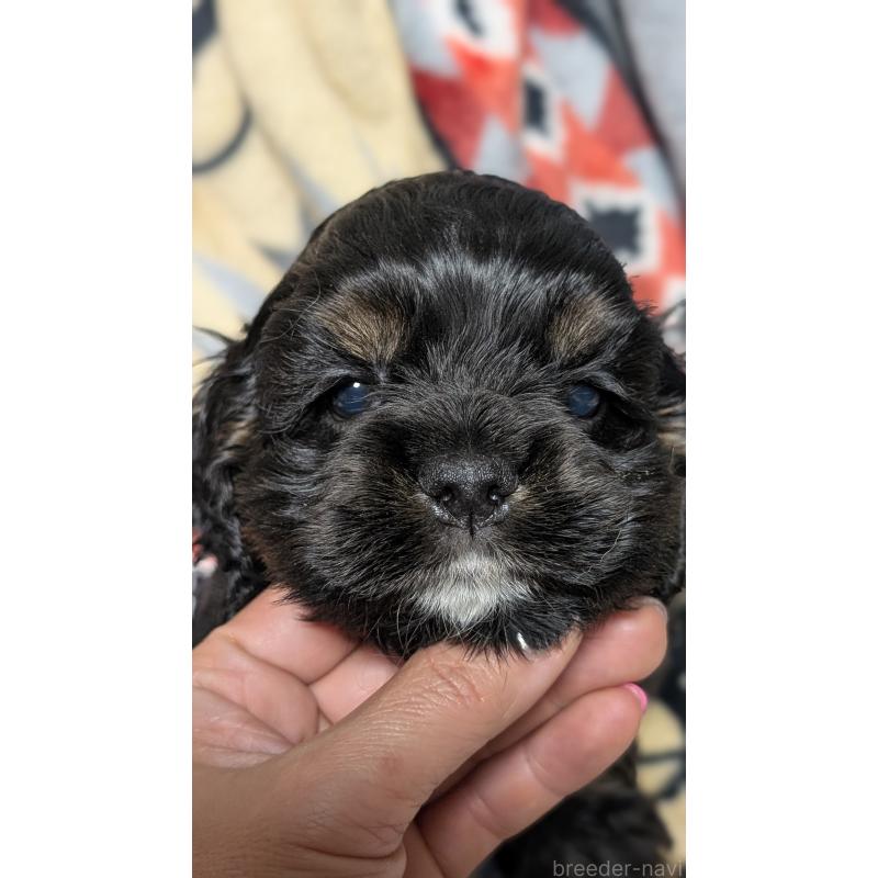 販売中の愛知県のアメリカンコッカースパニエル-449546の2枚目