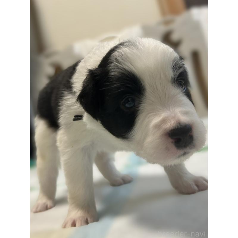 販売中の岐阜県のボーダーコリー-449549の3枚目