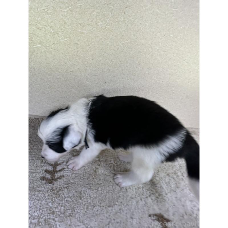 販売中の岐阜県のボーダーコリー-449549の2枚目