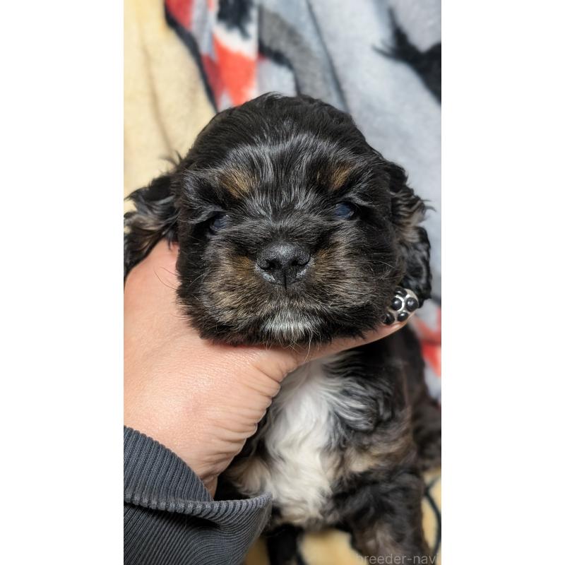 販売中の愛知県のアメリカンコッカースパニエル-449548の6枚目