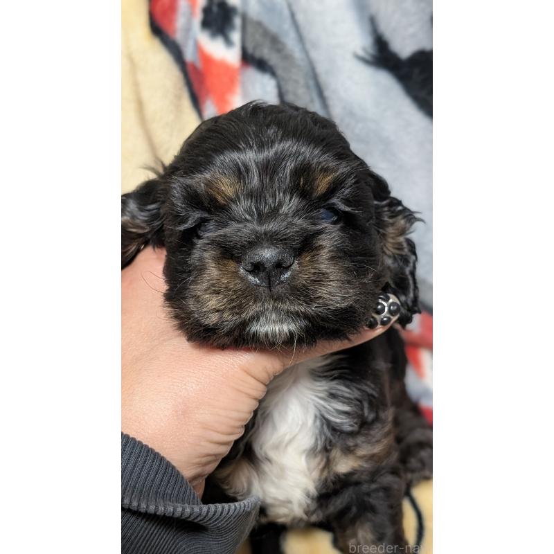 販売中の愛知県のアメリカンコッカースパニエル-449548の5枚目