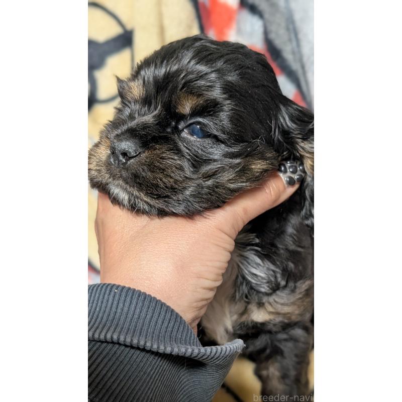 販売中の愛知県のアメリカンコッカースパニエル-449548の4枚目