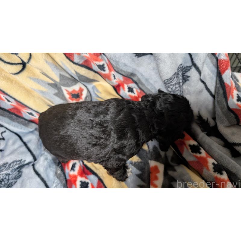 販売中の愛知県のアメリカンコッカースパニエル-449548の3枚目