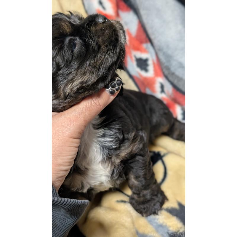 販売中の愛知県のアメリカンコッカースパニエル-449548の2枚目