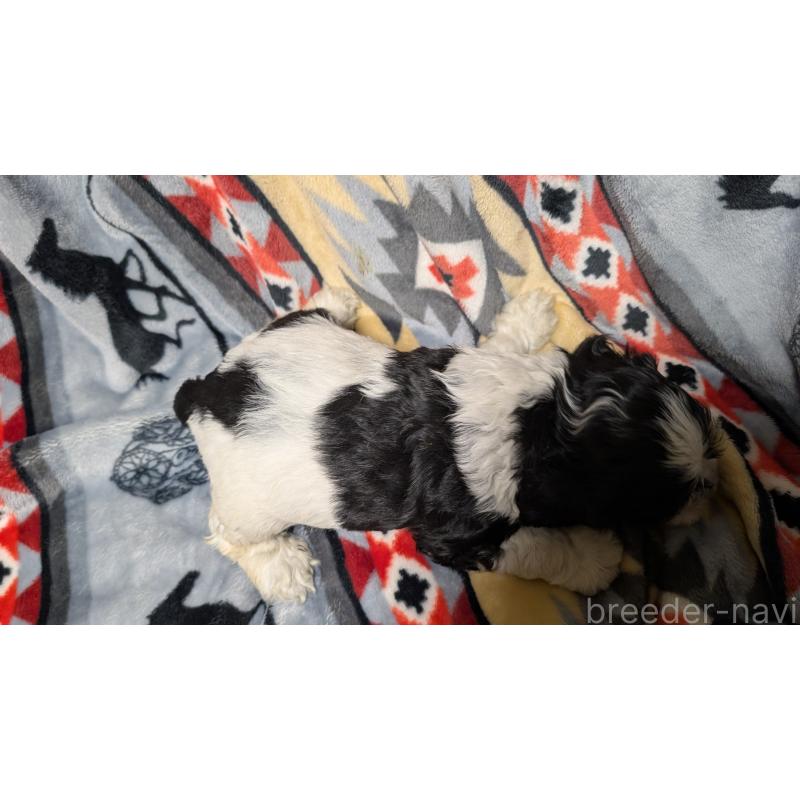 販売中の愛知県のアメリカンコッカースパニエル-449550の12枚目