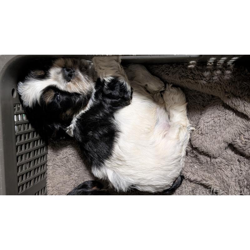 販売中の愛知県のアメリカンコッカースパニエル-449550の11枚目