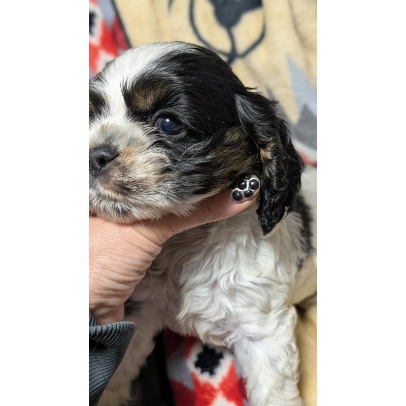 販売中の愛知県のアメリカンコッカースパニエル-449550の10枚目