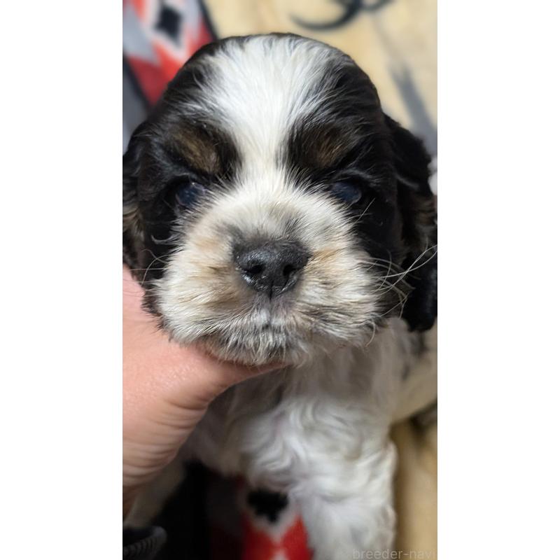 販売中の愛知県のアメリカンコッカースパニエル-449550の9枚目