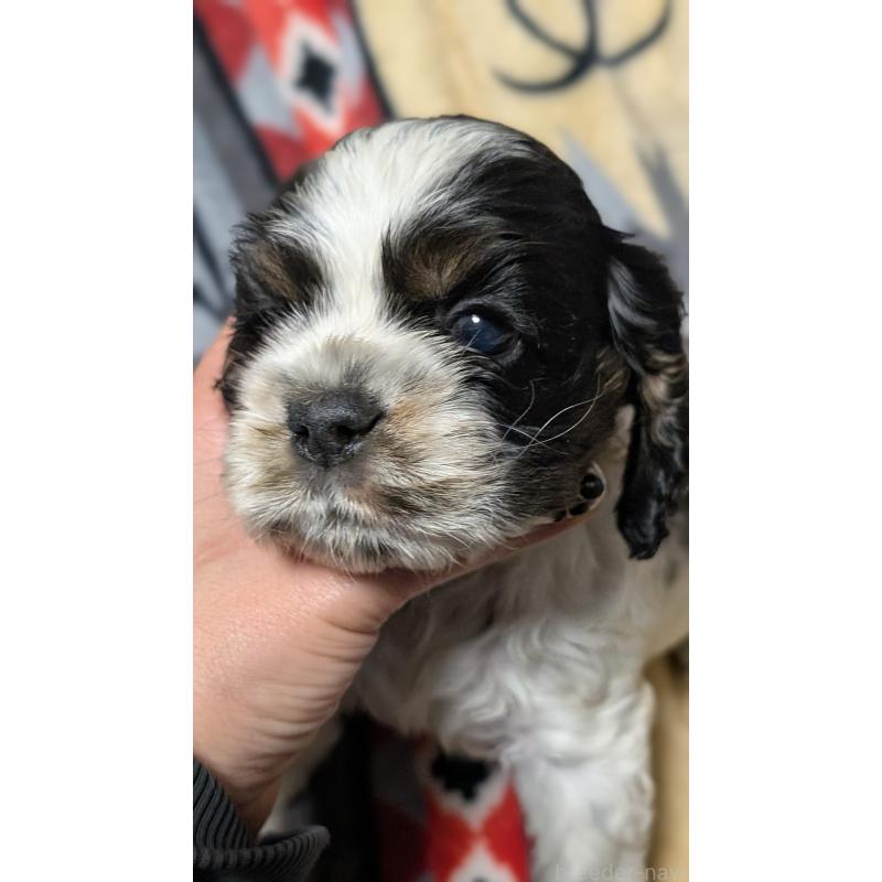 販売中の愛知県のアメリカンコッカースパニエル-449550の8枚目