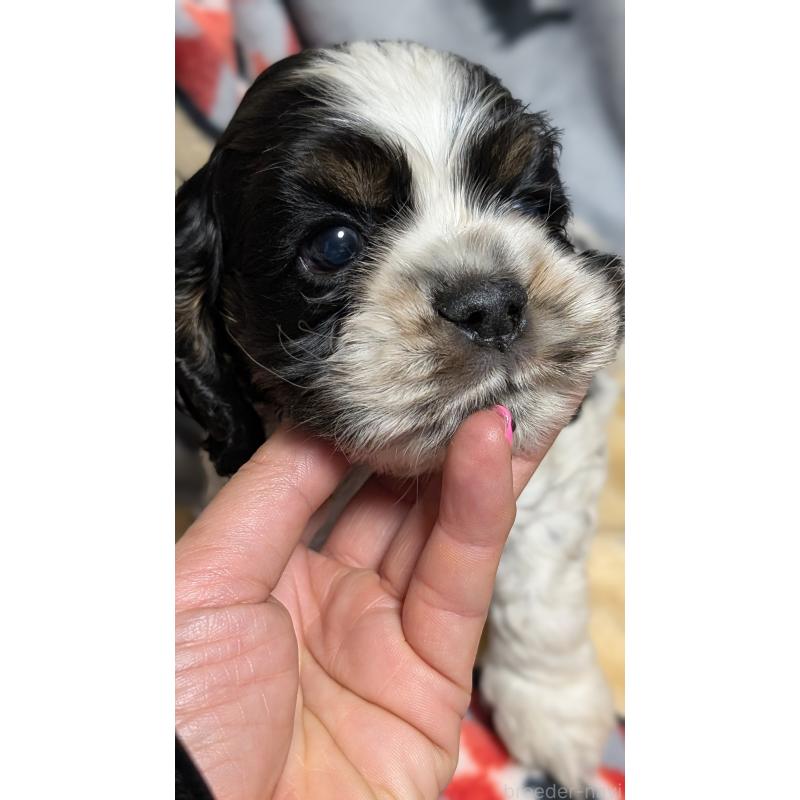 販売中の愛知県のアメリカンコッカースパニエル-449550の7枚目