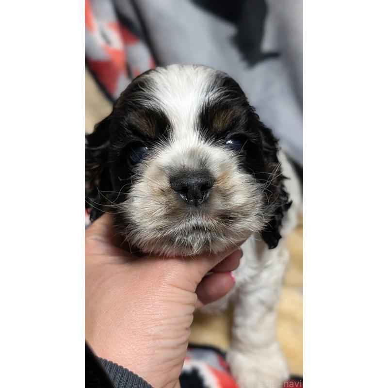 販売中の愛知県のアメリカンコッカースパニエル-449550の6枚目