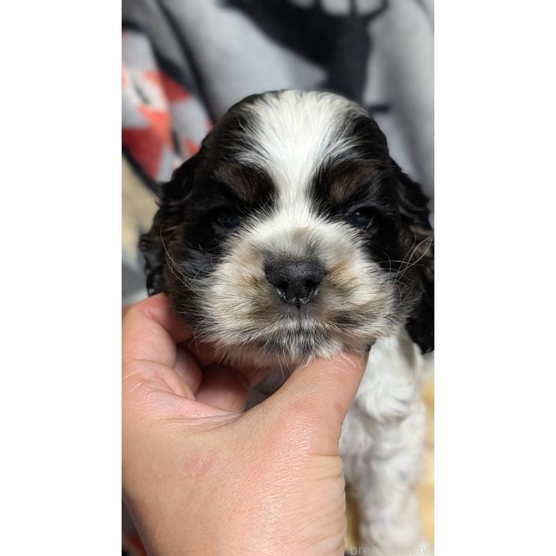 販売中の愛知県のアメリカンコッカースパニエル-449550の5枚目