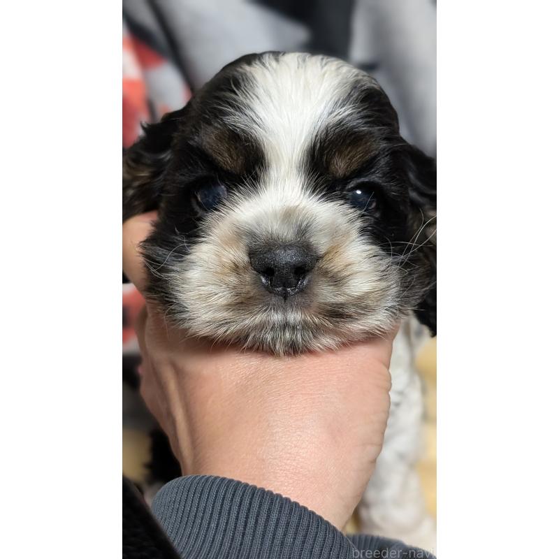 販売中の愛知県のアメリカンコッカースパニエル-449550の4枚目