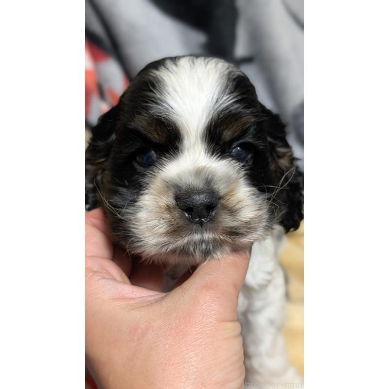 販売中の愛知県のアメリカンコッカースパニエル-449550の3枚目